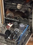 * fox-in-dishwasher.jpg